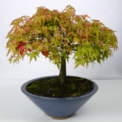 Bonsai Bordo do Japo 'Kiyohime' 12 anos
